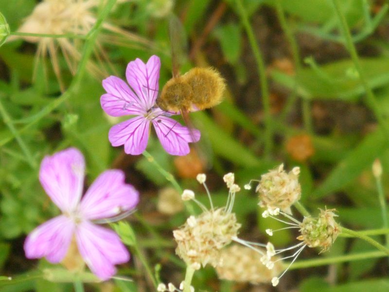 Bombyliidae dalla Grecia